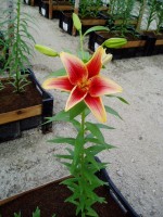 [1696 FirstCroen DJ No02.JPG]